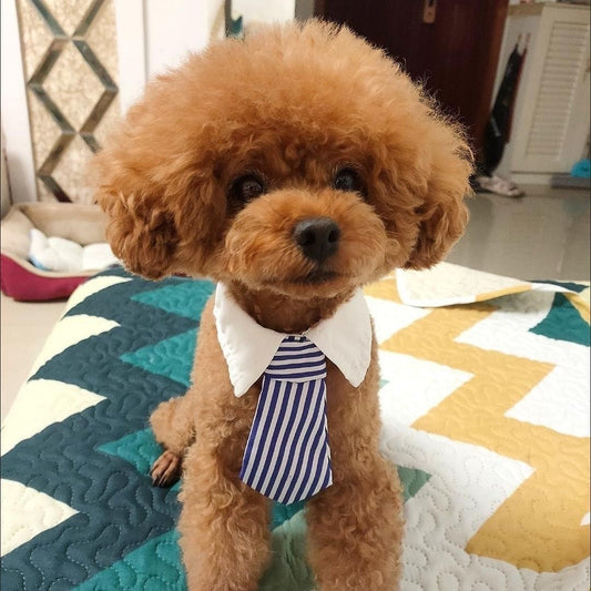 Business Paw - Adjustable Striped Pet Necktie Collar