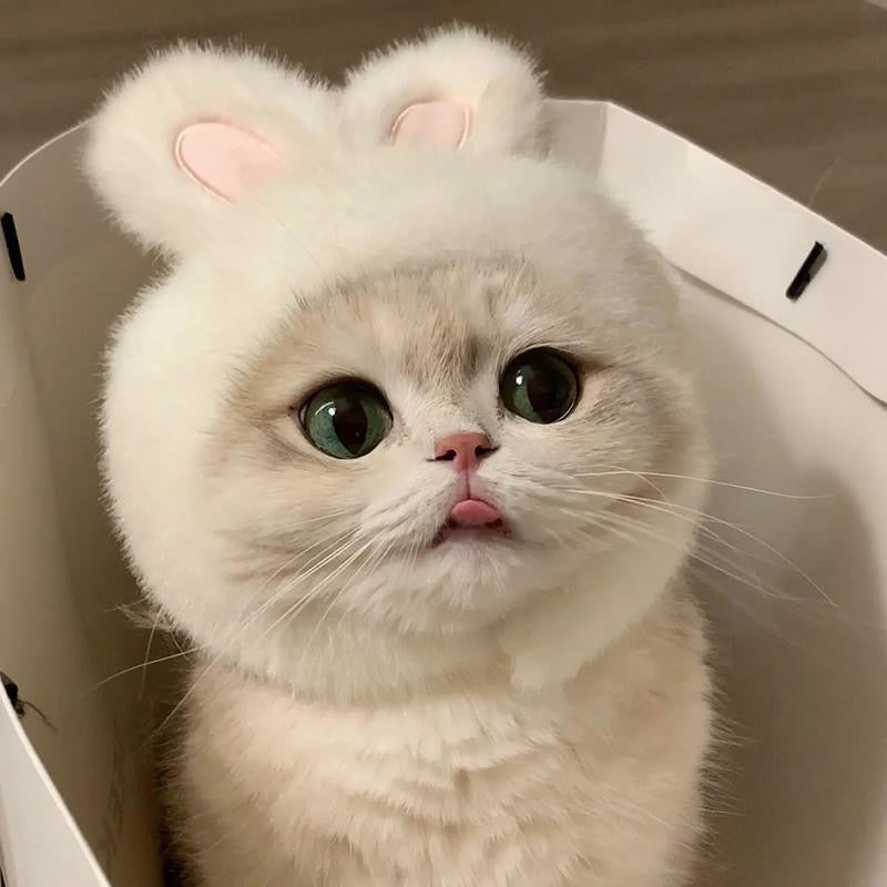 Cute white cat sticking tongue out wearing a plush white Super Bunny costume hat with rabbit ears