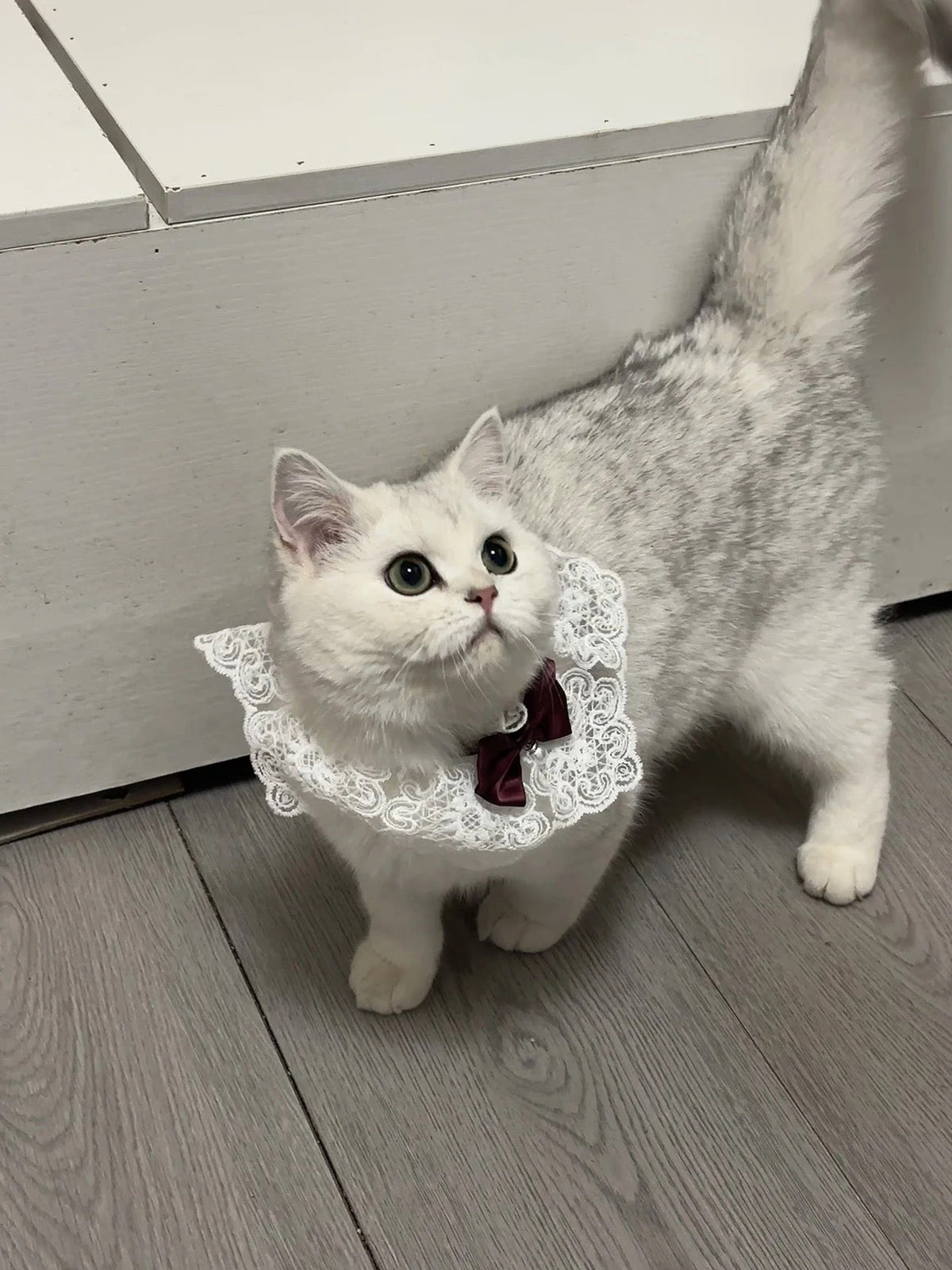 Princess Bow Tie - Elegant Pet Collar Accessory