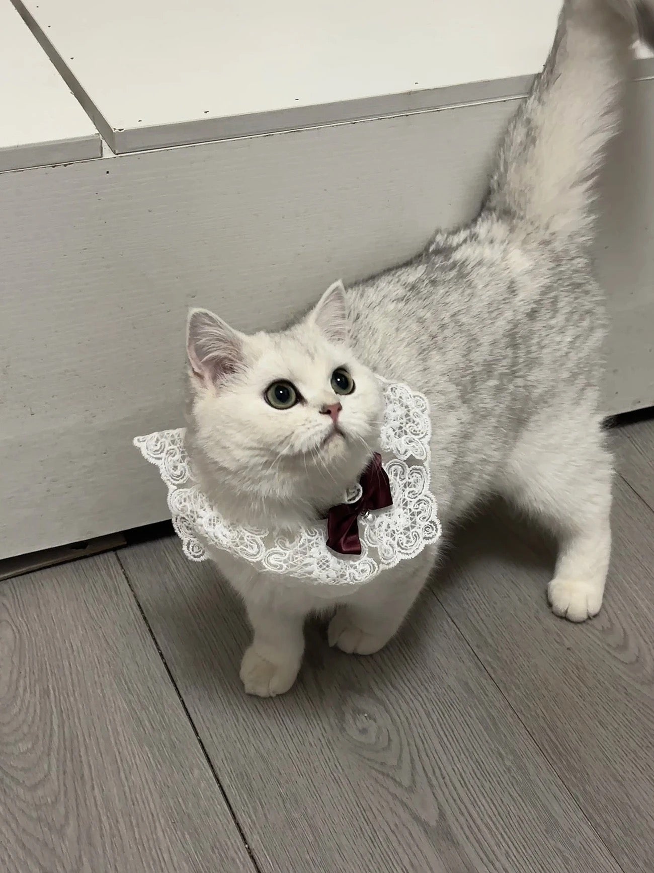 Princess Bow Tie - Elegant Pet Collar Accessory