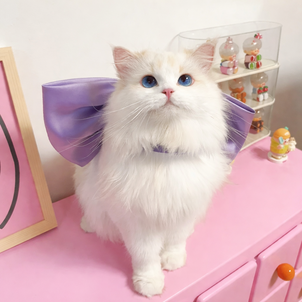 Violet Velour Bow Pet Collar