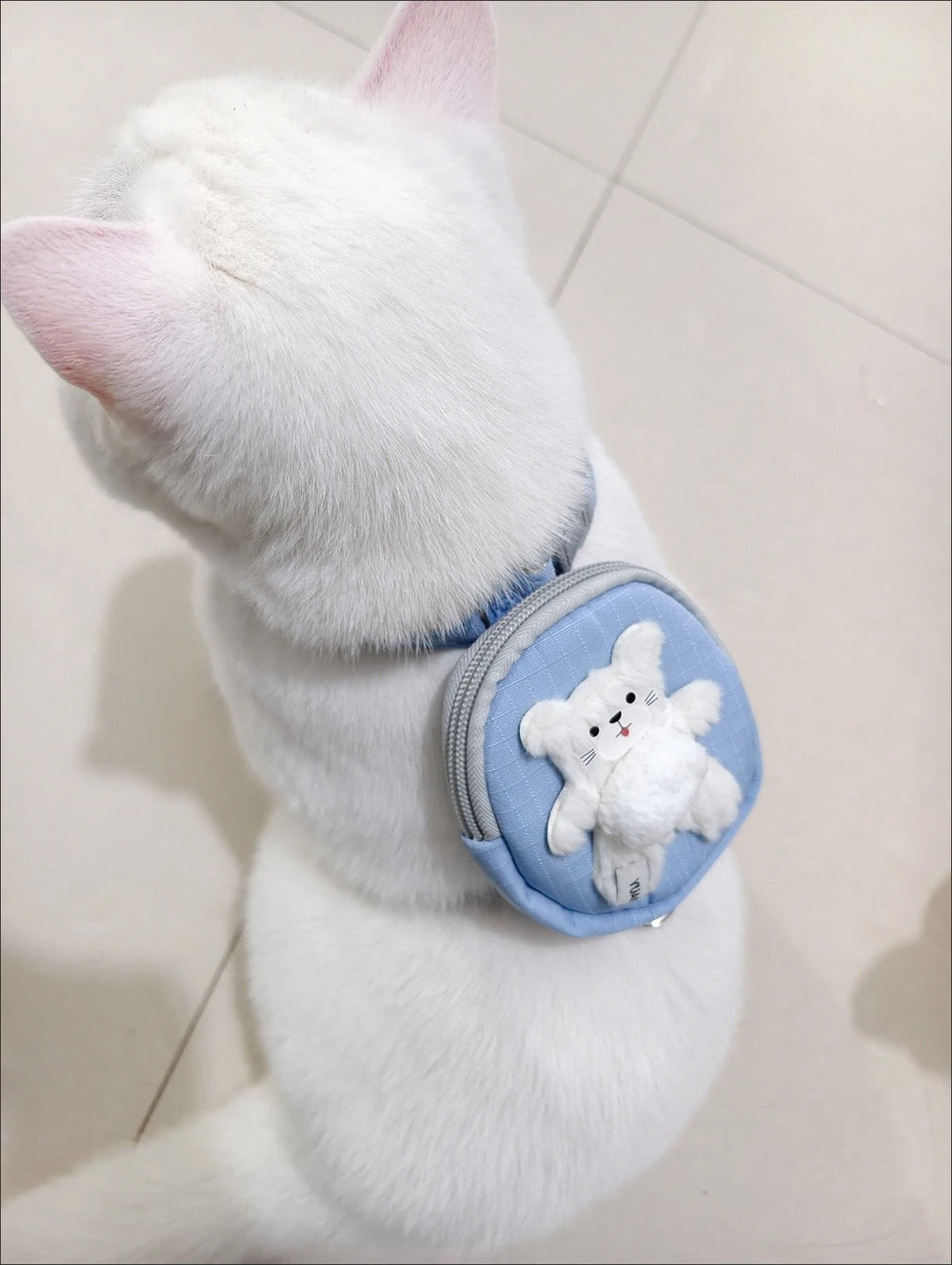 Fluffy cat wearing blue mini backpack leash for small pets