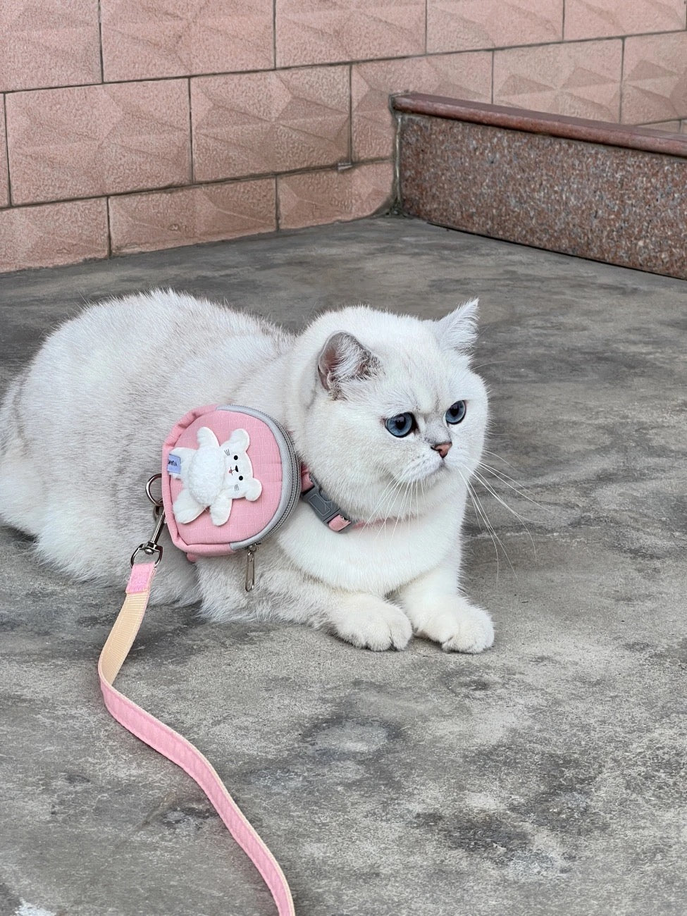 White cat wearing pink Tiny Tourist pet backpack leash with matching pink leash
