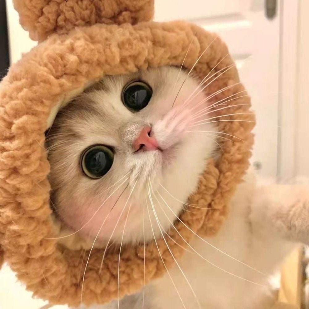 Cute cat wearing a plush brown Teddy Hood fleece bear ear costume hat