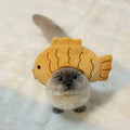 Cute grey cat wearing a plush yellow Taiyaki fish costume hat topper