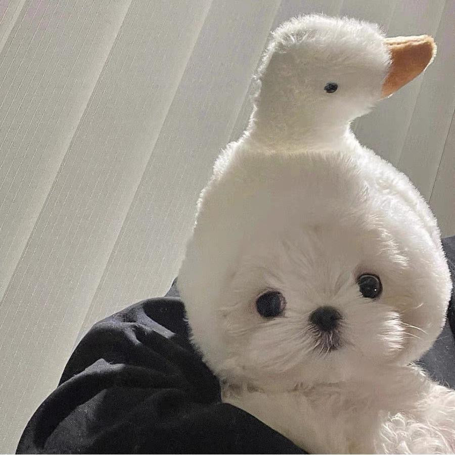 Good Goose - Pet Hat