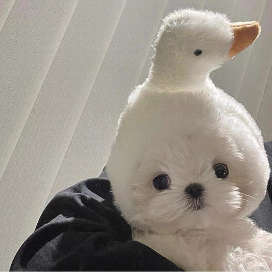 Good Goose - Pet Hat